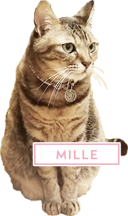猫 MILLE
